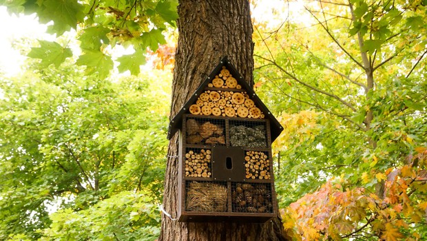 Hotel za žuželke lahko obesite tudi na drevo. (foto: Shutterstock)