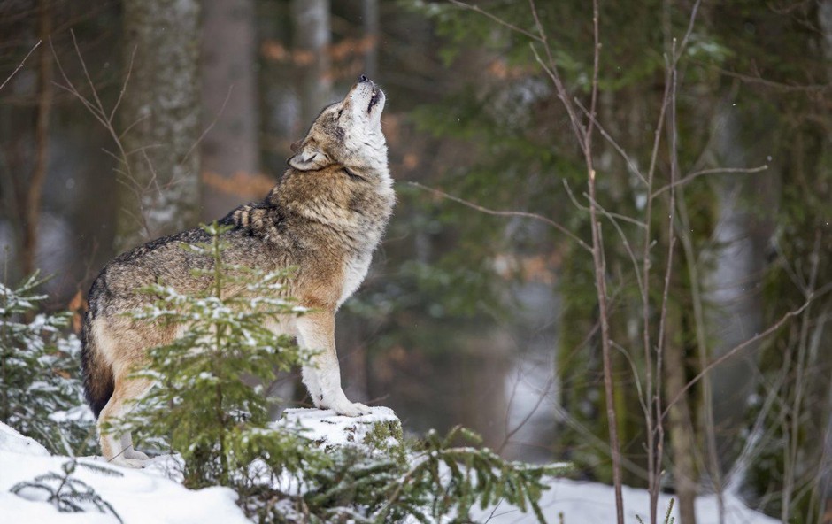Sprejmite svojega notranjega volka samotarja in pojdite po lastni poti (foto: profimedia)