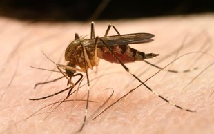Izdelki za zaščito pred piki komarjev: Le redki zares učinkoviti!