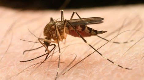 Izdelki za zaščito pred piki komarjev: Le redki zares učinkoviti!