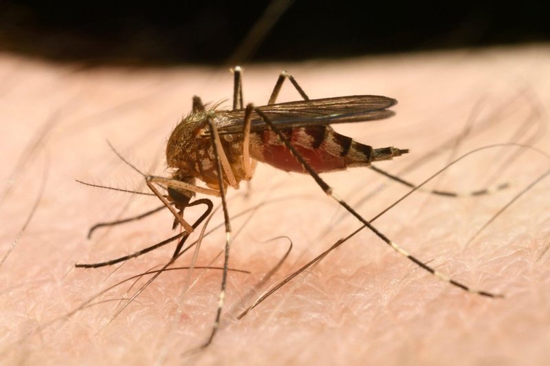 Izdelki za zaščito pred piki komarjev: Le redki zares učinkoviti! (foto: profimedia)