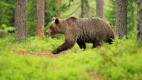 V Italiji že pet dni iščejo iz zavetišča pobeglega medveda slovenskega porekla