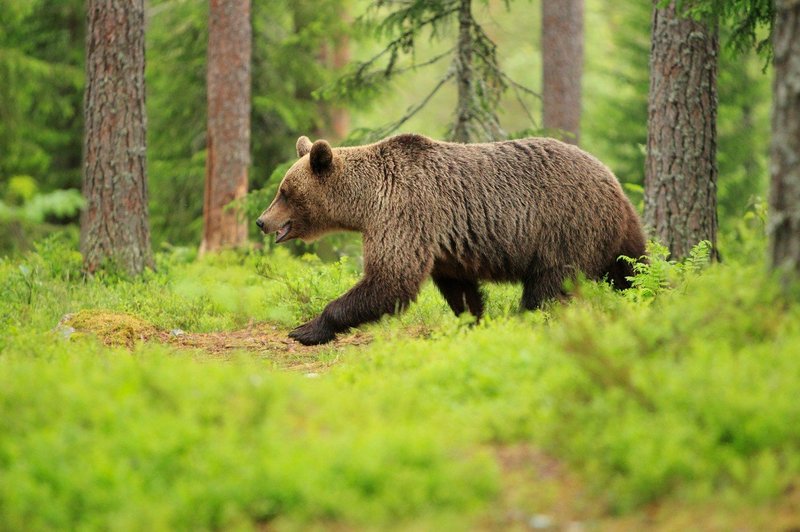 V Italiji že pet dni iščejo iz zavetišča pobeglega medveda slovenskega porekla (foto: profimedia)
