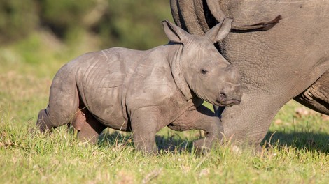 V Indiji zaradi poplave poginilo najmanj 12 nosorogov ogrožene vrste