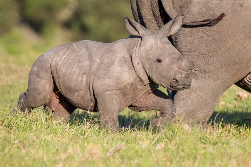 V Indiji zaradi poplave poginilo najmanj 12 nosorogov ogrožene vrste (foto: profimedia)