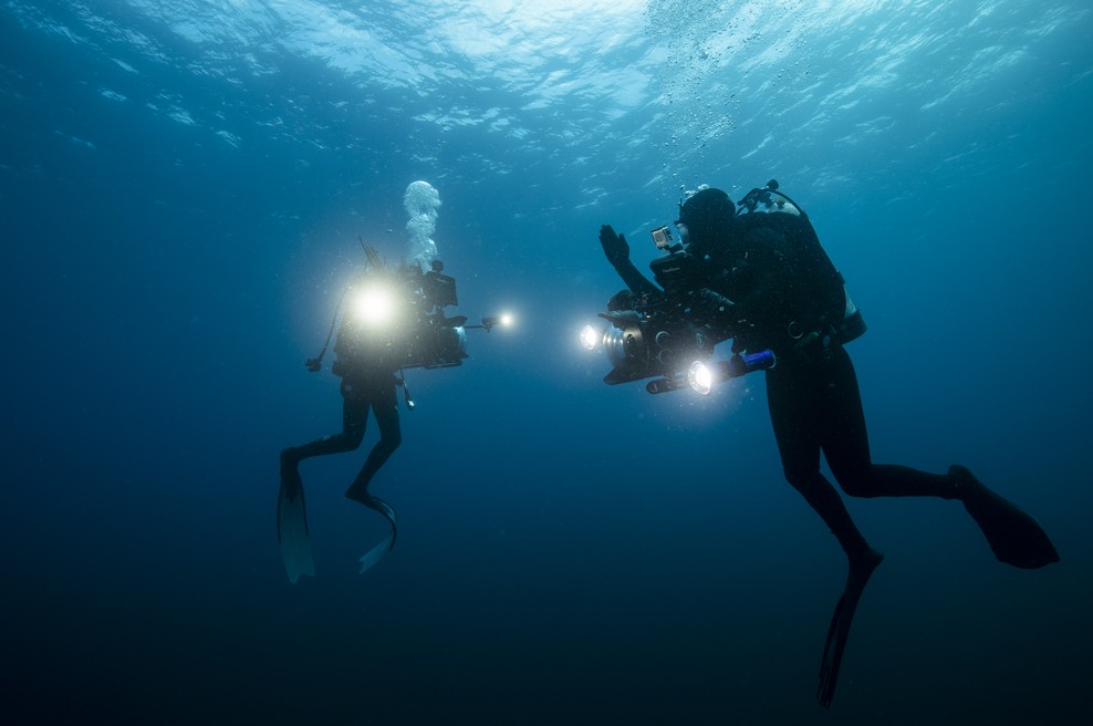 Na Discovery kanalu na Shark Week 2019 pasje s fantastičnim programom (foto: Discovery Chanel)