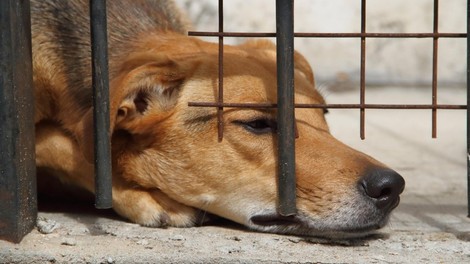 V Kostariki na sojenju za mučenja živali navzoč tudi pes kot žrtev