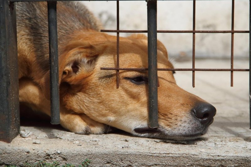 V Kostariki na sojenju za mučenja živali navzoč tudi pes kot žrtev (foto: profimedia)