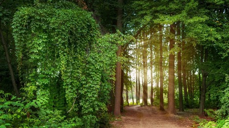 Bruselj za zaščito gozdov: "Gozdovi so zelena pljuča našega planeta!"