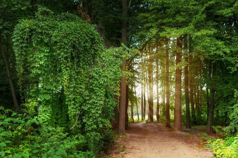 Bruselj za zaščito gozdov: "Gozdovi so zelena pljuča našega planeta!" (foto: profimedia)