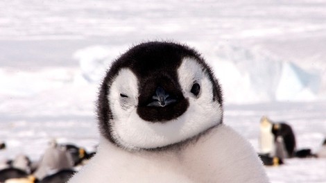 Parček pingvinov najprej vdrl v restavracijo, pozneje se je vrnil na "kraj zločina"!