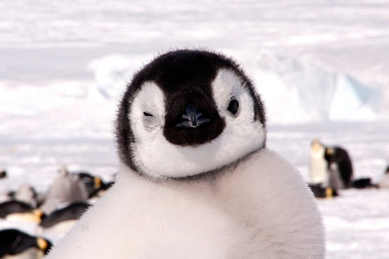 Parček pingvinov najprej vdrl v restavracijo, pozneje se je vrnil na "kraj zločina"! (foto: Profimedia)
