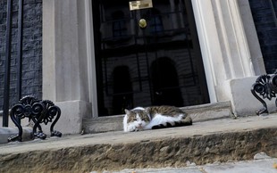 Maček Larry v kabinetu britanskega premierja sprejel že tretjega šefa