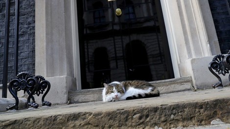 Maček Larry v kabinetu britanskega premierja sprejel že tretjega šefa