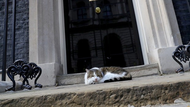 Maček Larry v kabinetu britanskega premierja sprejel že tretjega šefa (foto: profimedia)