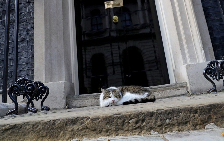 Maček Larry v kabinetu britanskega premierja sprejel že tretjega šefa (foto: profimedia)