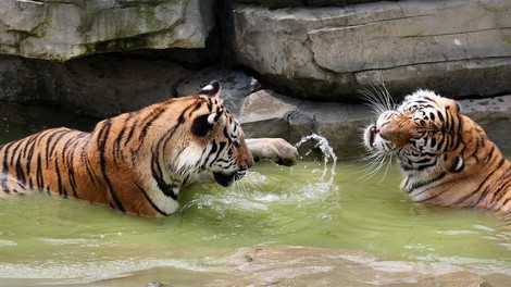 Mednarodni dan tigrov: Danes  jih živi samo še od 3800 do 5210!