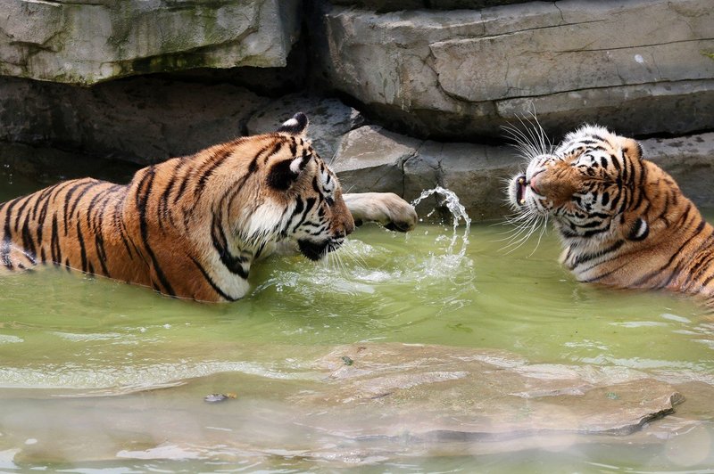 Mednarodni dan tigrov: Danes  jih živi samo še od 3800 do 5210! (foto: Profimedia)