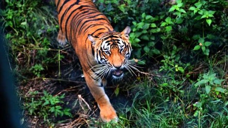 Nepal: Na 2.500 metrih nadmorske višine prvič opazili tigra