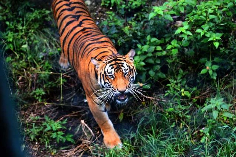 Nepal: Na 2.500 metrih nadmorske višine prvič opazili tigra (foto: STA/Xinhua)