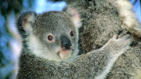 V Avstraliji rešili mladička koale in mu poškodovano tačko ovili z mavcem