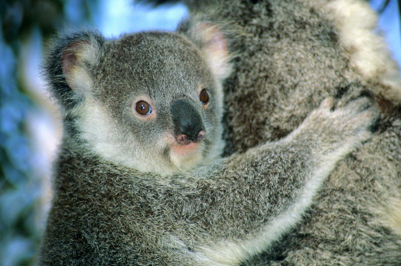 V Avstraliji rešili mladička koale in mu poškodovano tačko ovili z mavcem (foto: profimedia)