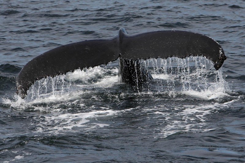 Islandija: Poginilo 20 od 50 nasedlih kitov (foto: profimedia)