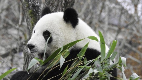 Orjaška panda Hao Hao je v belgijskem živalskem vrtu skotila dvojčka
