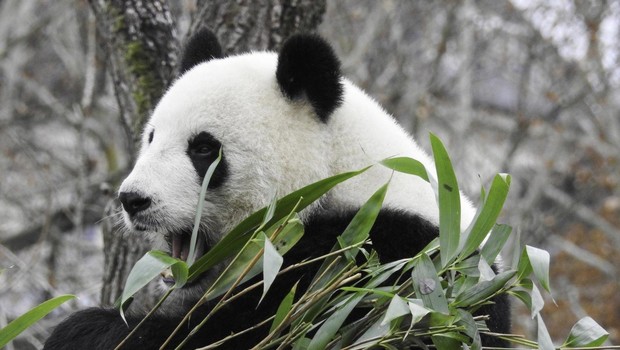 Orjaška panda Hao Hao je v belgijskem živalskem vrtu skotila dvojčka (foto: profimedia)