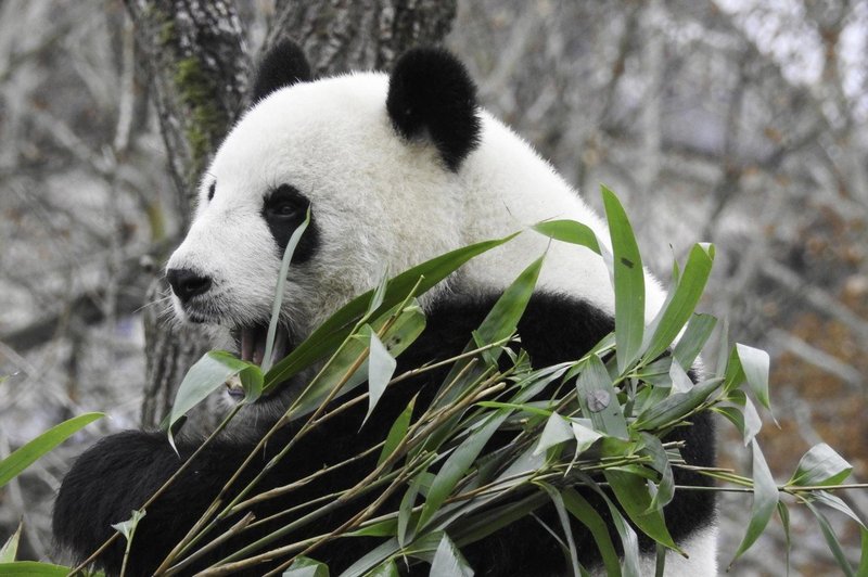 Orjaška panda Hao Hao je v belgijskem živalskem vrtu skotila dvojčka (foto: profimedia)
