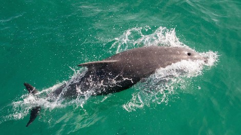 Dan delfinov v Piranu