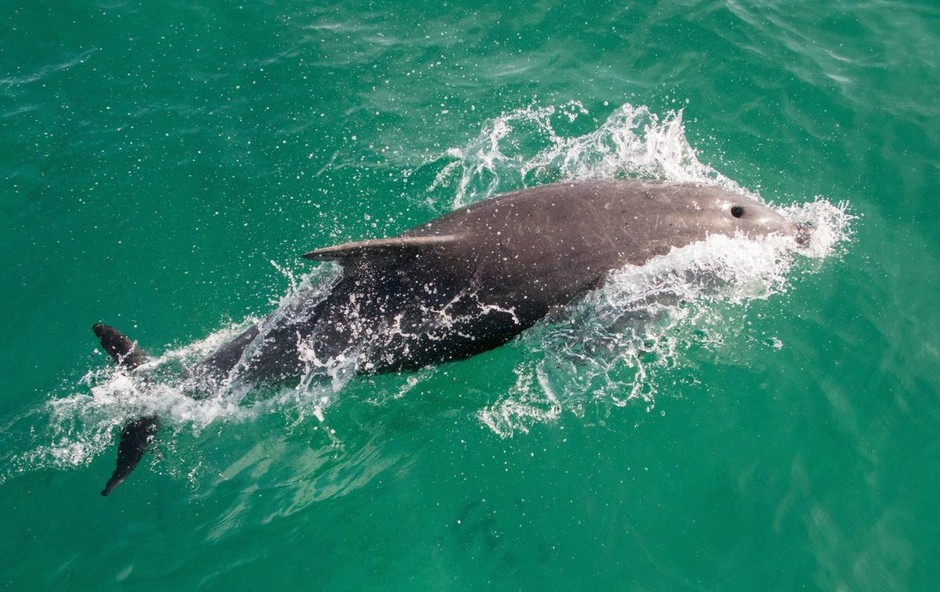 Dan delfinov v Piranu (foto: profimedia)