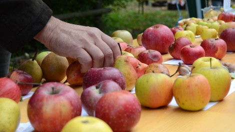 Dunajski Caritas zbira odvečno sadje z vrtov