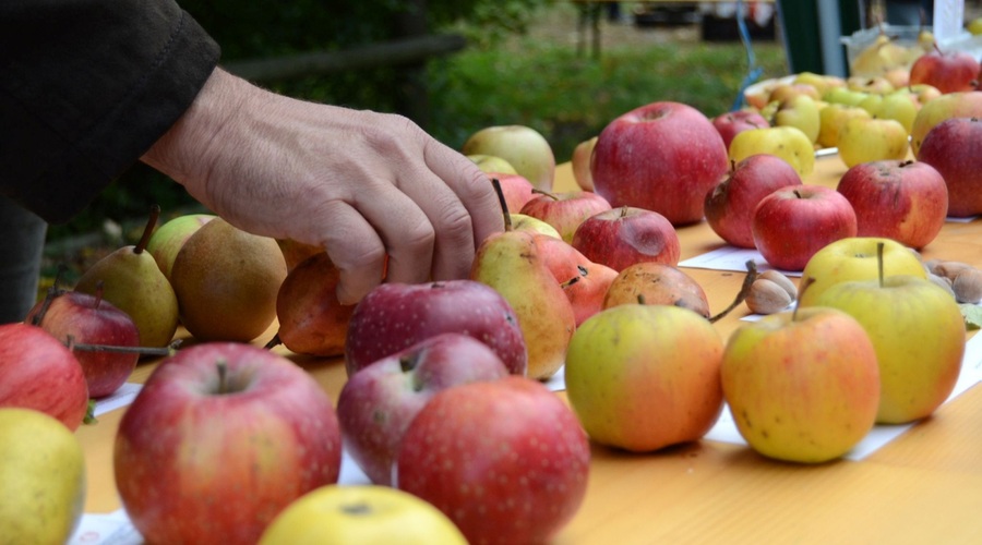 Dunajski Caritas zbira odvečno sadje z vrtov (foto: BPWW / Lemberger)