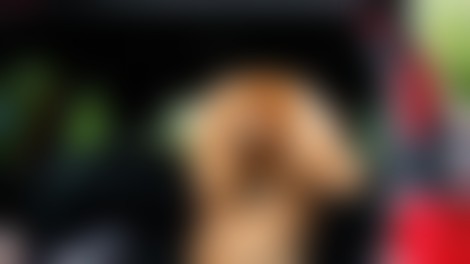 Imate doma psa? Potem vas bo ta novost razveselila