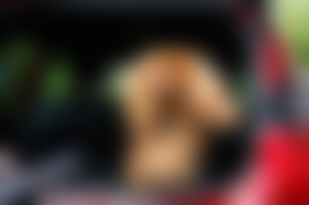 Imate doma psa? Potem vas bo ta novost razveselila