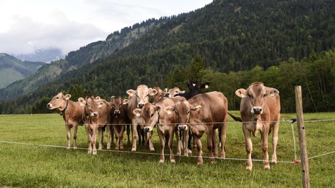 Avstrijsko sodišče delno krivdo pripisalo ženski, ki jo je krava poteptala do smrti!