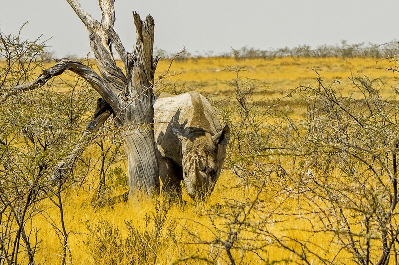 Uspešno osemenili jajčeca zadnjih še živečih severnih belih nosoroginj (foto: profimedia)