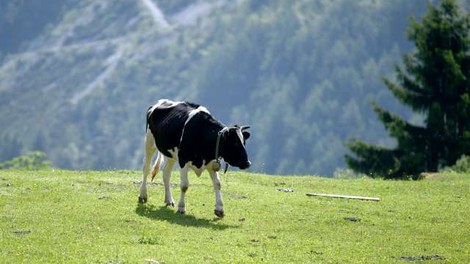V Avstriji policisti iščejo tatove, ki so kravam pokradli zvonce