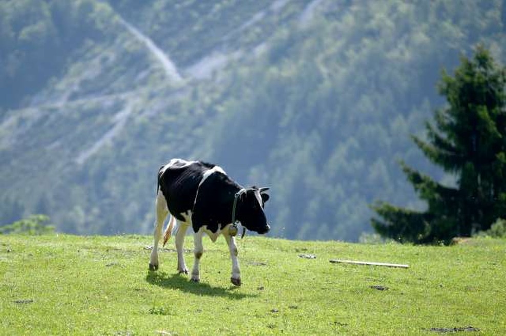 Super reševalci na TV 3: Ganljiva zgodba o reševanju telička (foto: STA)