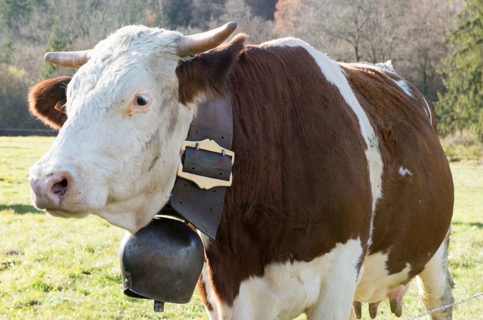Kdo je kravam ukradel zvonce? (foto: Profimedia)