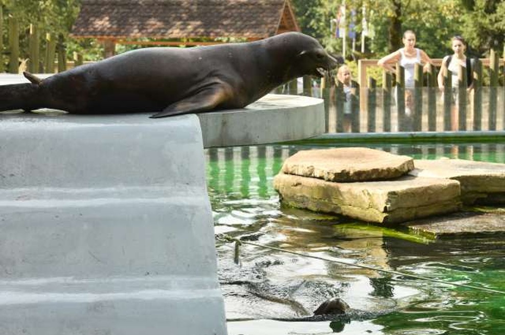 Ljubljanska morska leva po dveh mesecih zaplavala v obnovljenem bazenu (foto: STA/Tamino Petelinšek)