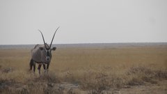 Oryxov z velikimi rogovi in značilno barvo ne boste morali zgrešiti, družbo vam bodo delali na prav vsakem koraku.