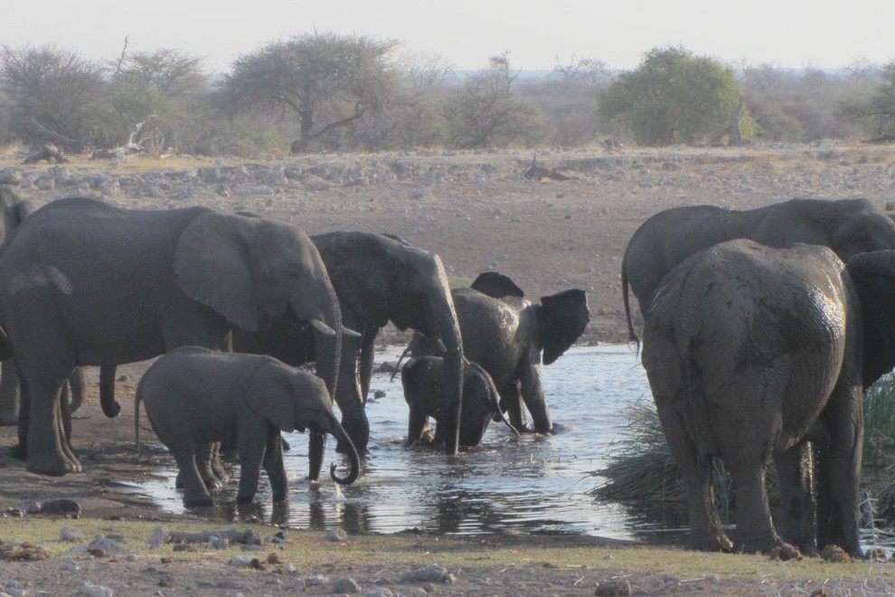 Gruče slonov si ob večerih privoščijo hlajenje in kopanje v napajališčih.
