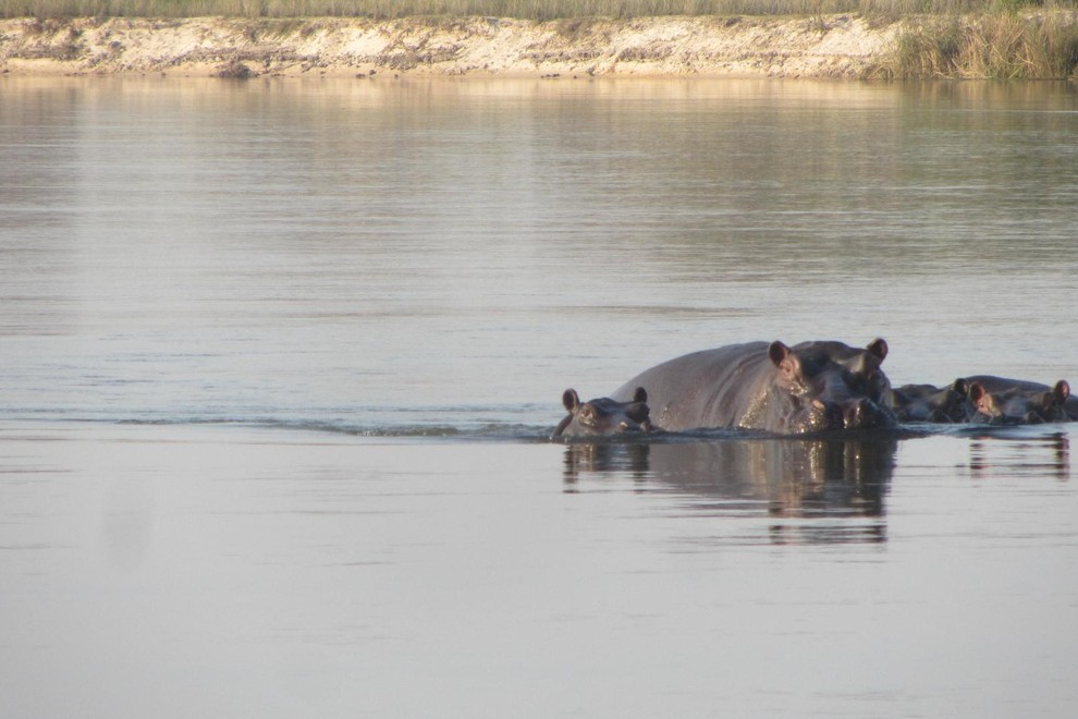 ... v reki pa boste srečali povodne konje. Ti veljajo za eno izmed najbolj nevarnih živali v Namibiji, čeprav se prehranjujejo z rastlinami, na leto zahtevajo življenja številnih domačinov, ki se preveč približajo reki ob nepravem času.