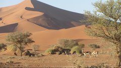 Tudi v puščavi prebivajo številne vrste živali, ki se ne pustijo motiti.
