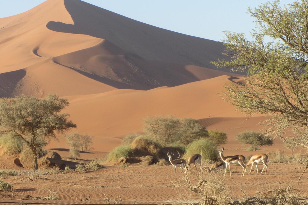 Tudi v puščavi prebivajo številne vrste živali, ki se ne pustijo motiti.