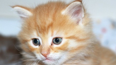 Na Kitajskem klonirali prvo mačko; cena 35.000 dolarjev!