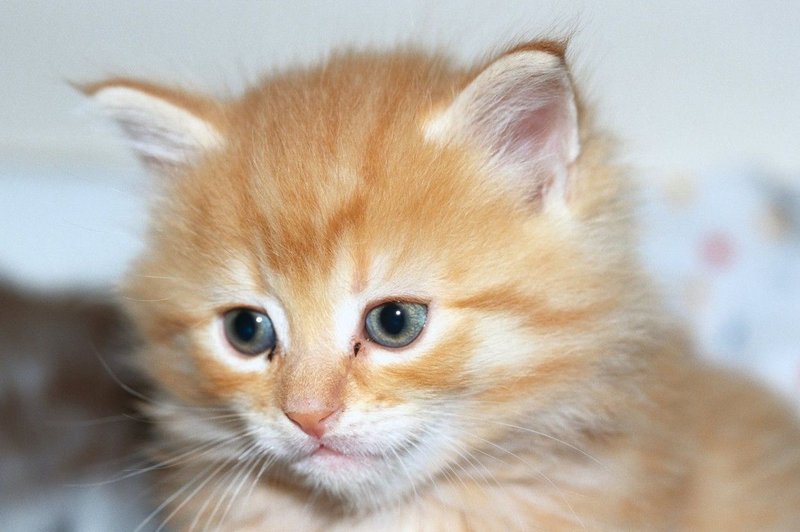 Na Kitajskem klonirali prvo mačko; cena 35.000 dolarjev! (foto: Profimedia)