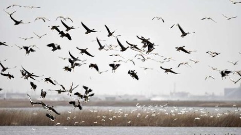 V Severni Ameriki je število ptic upadlo skoraj za tretjino